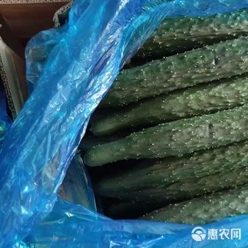 河南商丘新鲜刺黄瓜产地直发 当日采摘现摘现发 适合批发零售