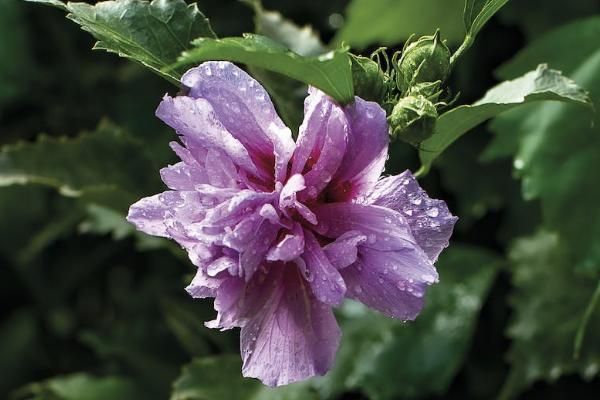 健康保險(xiǎn)買什么類型的好