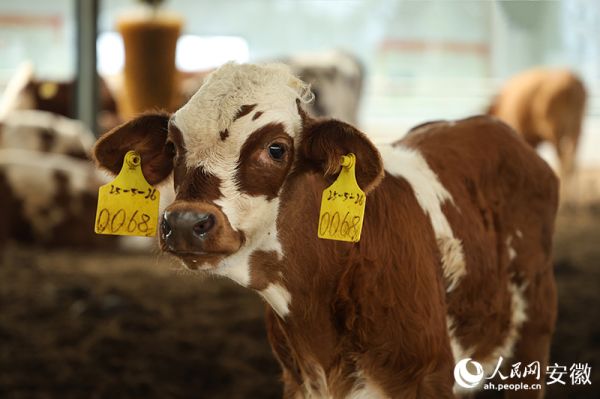 通過肉牛耳朵上的黃色標(biāo)識(shí)，AI攝像頭能精準(zhǔn)記錄它們的運(yùn)動(dòng)、體溫、采食量等。人民網(wǎng)記者 陶濤攝