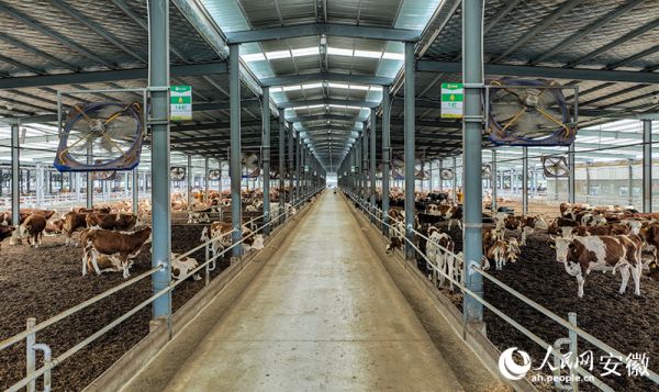 養(yǎng)殖場(chǎng)內(nèi)，AI攝像頭、智能控溫風(fēng)扇、智能飼喂感應(yīng)器，各種科技應(yīng)用隨處可見。人民網(wǎng)記者 陶濤攝.jpg