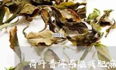 荷葉普洱茶減肥效果：有效還是誤區(qū)？