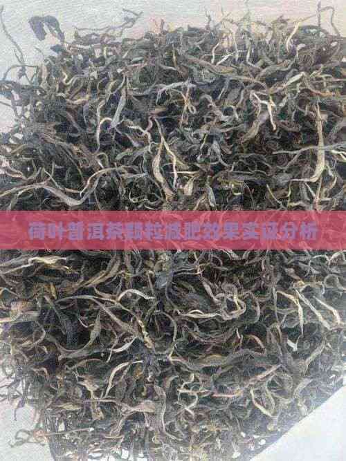 荷葉普洱茶顆粒減肥效果實證分析