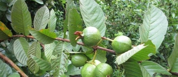 番石榴什么時(shí)候成熟？如何判斷其最佳采摘時(shí)間？