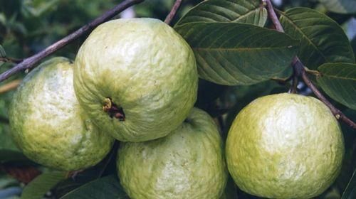 番石榴什么時(shí)候成熟？如何判斷其最佳采摘時(shí)間？