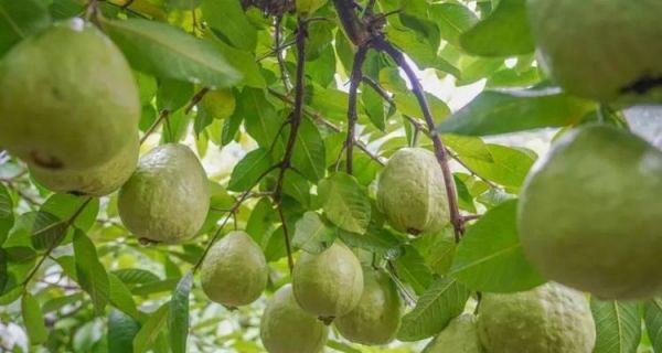 番石榴什么時(shí)候成熟？如何判斷其最佳采摘時(shí)間？