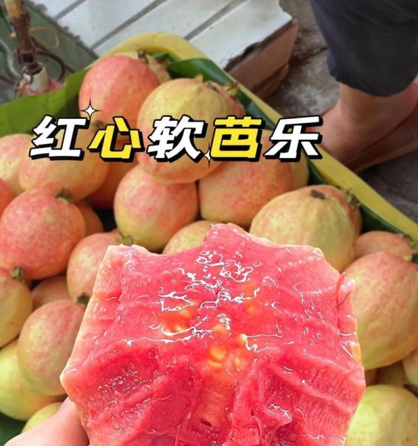 番石榴成熟季節(jié)詳解（了解番石榴成熟季節(jié)，輕松吃到新鮮果實(shí)）