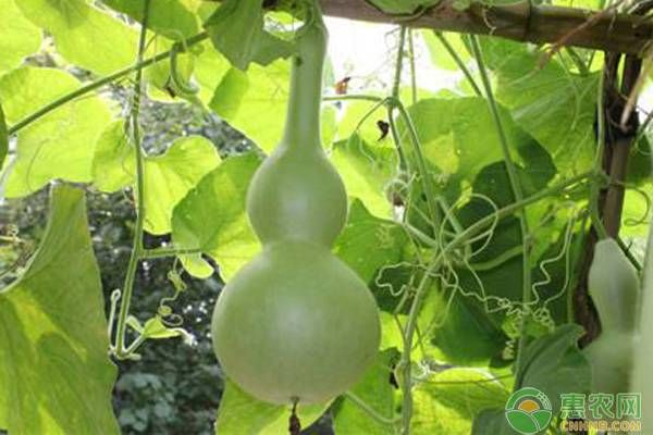 西葫蘆摘葉子哪些時(shí)間比較合適？-圖片版權(quán)歸惠農(nóng)網(wǎng)所有