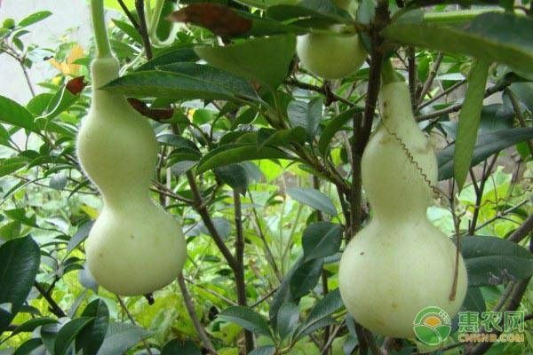 西葫蘆摘葉子哪些時(shí)間比較合適？-圖片版權(quán)歸惠農(nóng)網(wǎng)所有