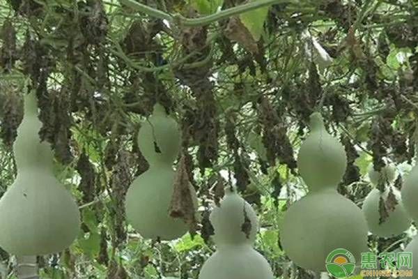 西葫蘆摘葉子哪些時(shí)間比較合適？-圖片版權(quán)歸惠農(nóng)網(wǎng)所有