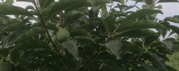 柿子葉采摘時(shí)間是