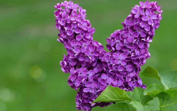 腎虛會(huì)滑精嗎 揭秘其“真實(shí)內(nèi)幕”