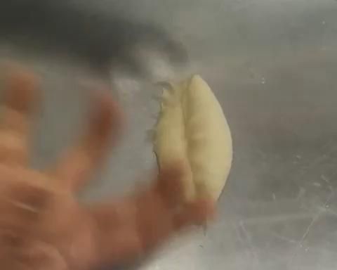 純奶手撕吐司的做法 步驟1