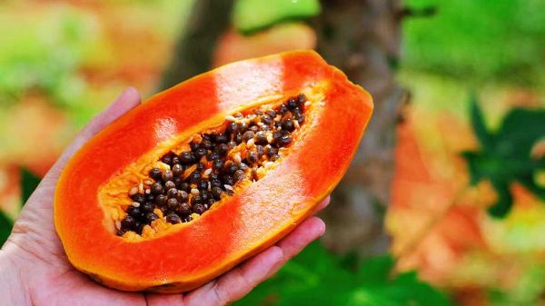 挑選成熟紅心木瓜的方法