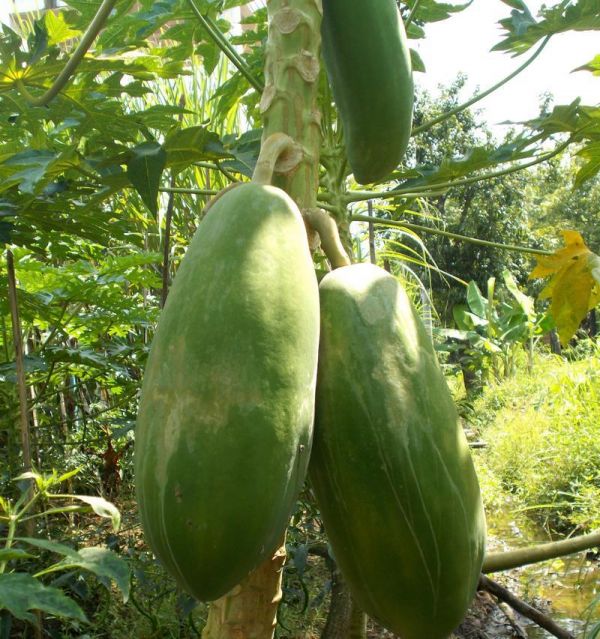 木瓜南方種植全攻略