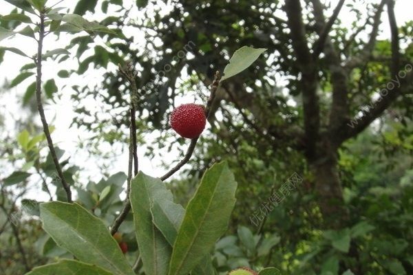 話梅和楊梅一樣嗎？話梅和楊梅有什么區(qū)別？(1)