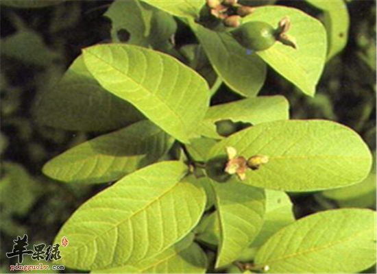 番石榴葉泡水的幾大注意事項(xiàng)