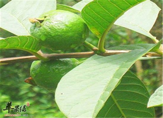 番石榴葉泡水的幾大注意事項(xiàng)