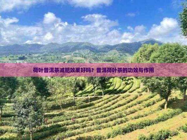 荷葉普洱茶減肥效果好嗎？普洱荷葉茶的功效與作用