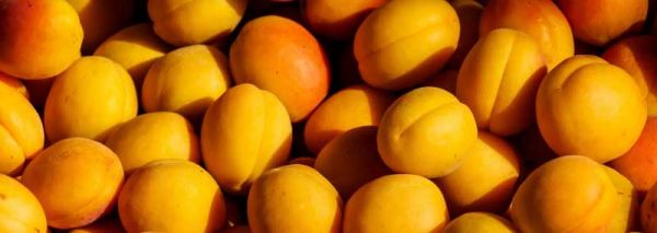 Apricots