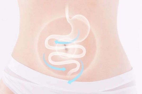 調(diào)理腸道加快身體的代謝