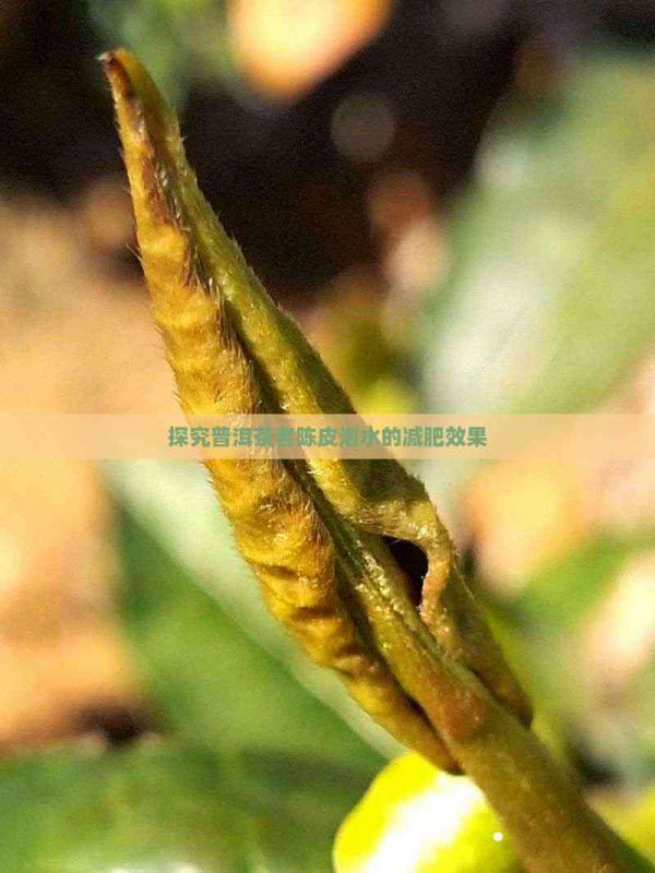 探究普洱茶老陳皮泡水的減肥效果