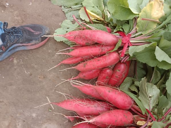 紅皮蘿卜整體外觀特寫