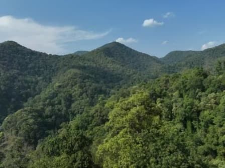 普洱茶介紹：千年古樹茶的韻味與