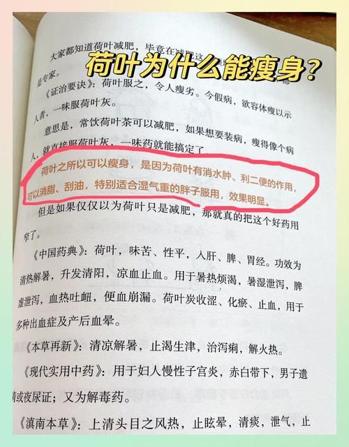 荷叶泡什么最减肥