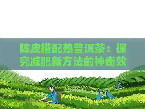 陳皮搭配熟普洱茶：探究減肥新方法的神奇效果