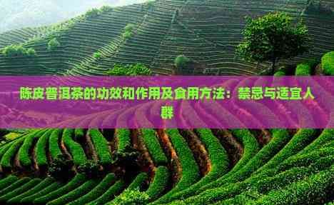 陳皮普洱茶的功效和作用及食用方法：禁忌與適宜人群