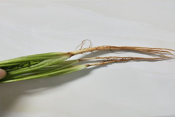 香菜根煮水喝有什么功效