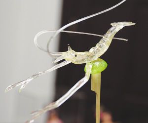 張超十二朵糖玫瑰送妻子