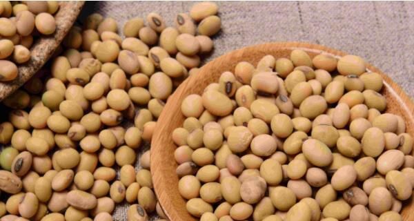 黃豆究竟含糖量高嗎（解析黃豆糖分的真相及其對(duì)身體的影響）