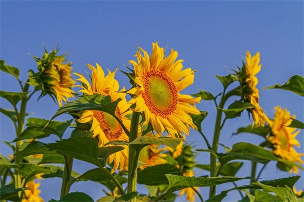 糖藝玫瑰花(糖藝玫瑰花朵粘接方法)