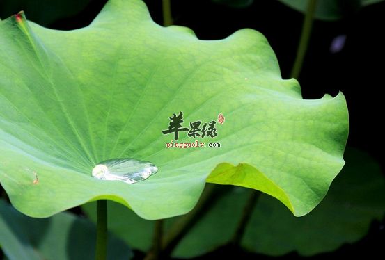 三種關(guān)于荷葉的保健食療方推薦