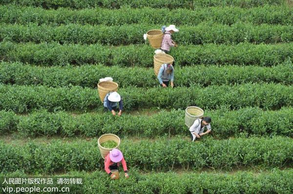 夏日解暑來杯苦丁茶？這幾類人萬萬不可喝
