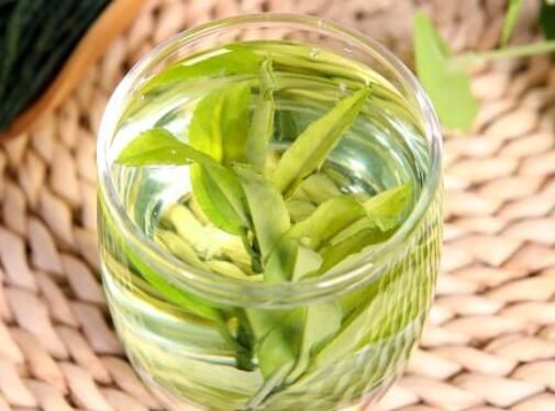 苦丁茶的功效與作用和禁忌