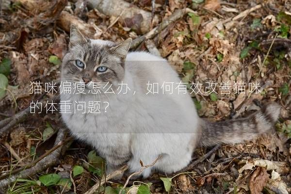 貓咪偏瘦怎么辦，如何有效改善貓咪的體重問題？
