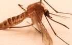冬天咬人的蚊子已经出现了，还是人类亲手养出来的？！