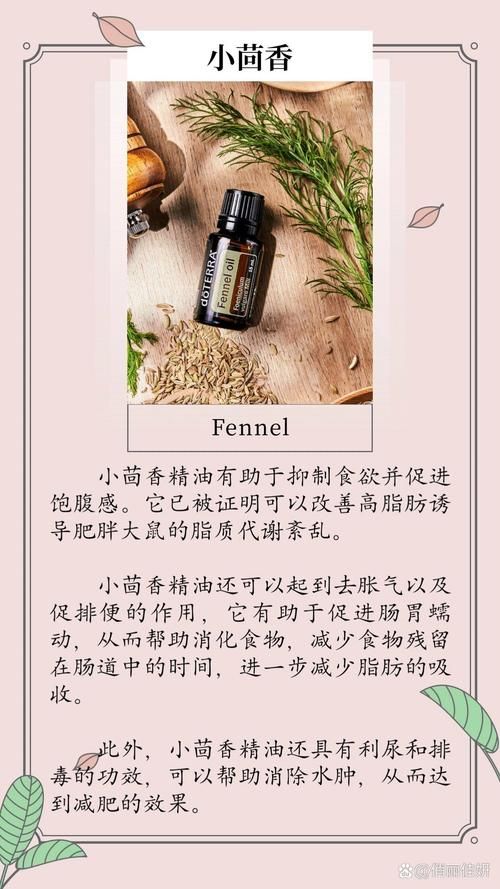 什么精油可以减肥