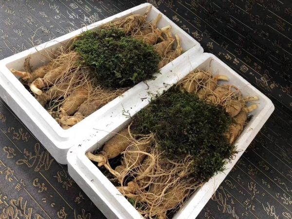 鲜人参切片与计时钟对比图示