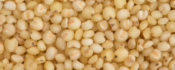 高梁米怎么吃 高粱米怎么吃最好吃