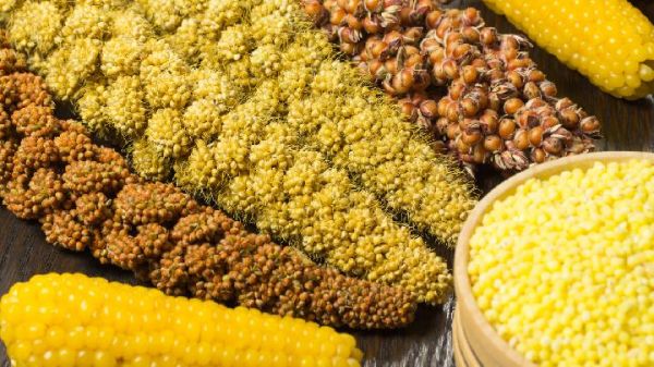 春季吃哪些粗糧好 適合春季食用的3種最佳粗糧都有什么