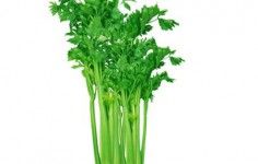  秋天吃什么蔬菜能最快減肥，健康減肥食譜讓輕松你瘦下來 