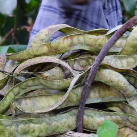 全效养生：燕窝银耳植物蛋白粉，素食滋补新选择