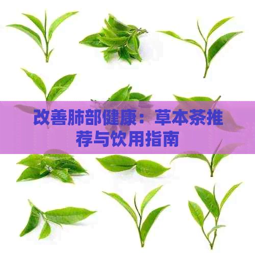 改善肺部健康：草本茶推薦與飲用指南