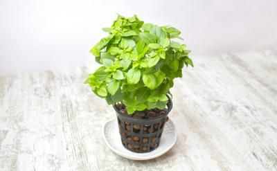 誤區(qū)三：越俎代庖，孩子該做的事父母包辦