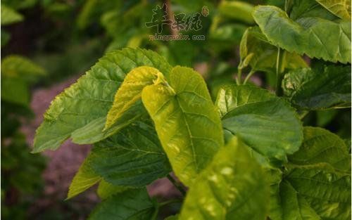 桑葉能祛斑嗎 桑葉效果非常好