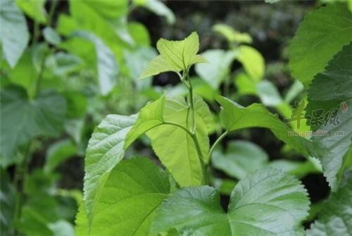 桑葉能祛斑嗎 桑葉效果非常好