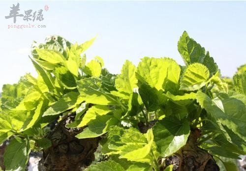 桑葉能祛斑嗎 桑葉效果非常好